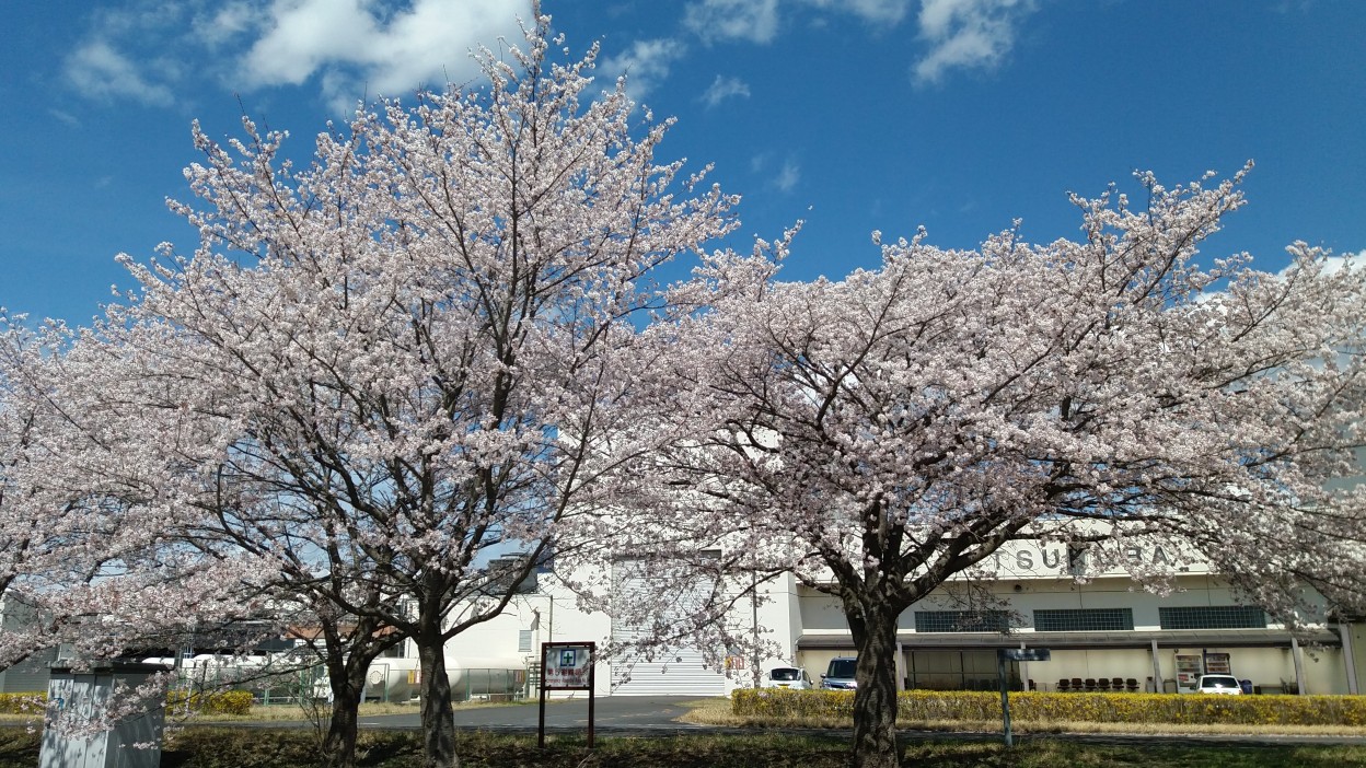 Sakura (Cherry blossom) at Tsukuba hall, KEK campus, 2019