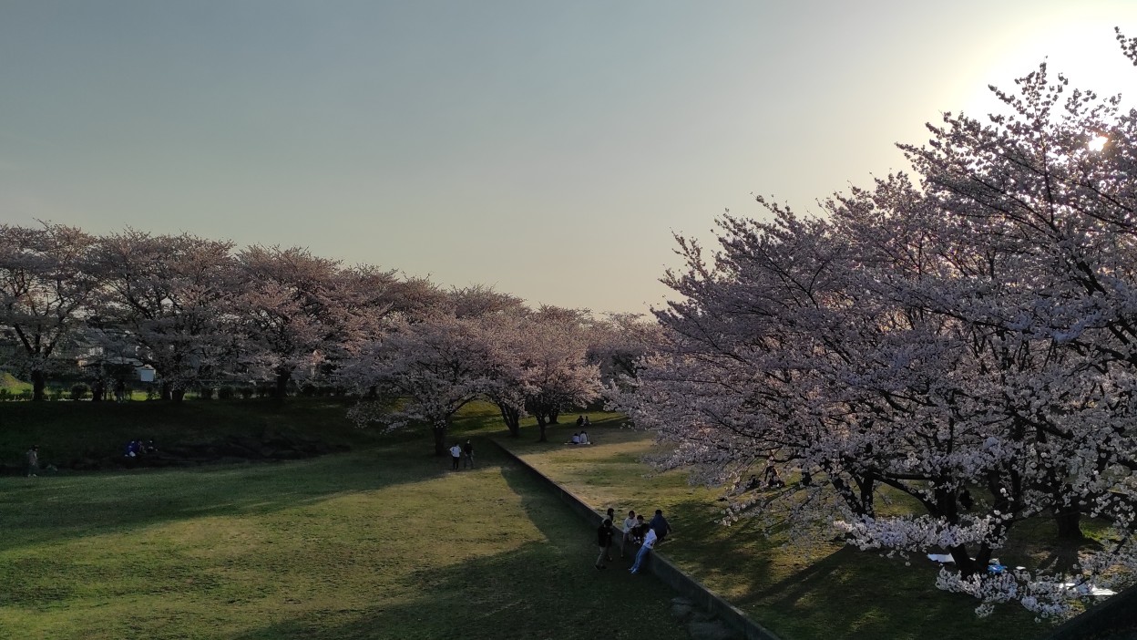 Sakura (Cherry blossom) in Tsukuba, 2022