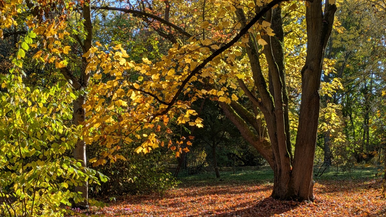 Autumn in the Botanical Garden, JGU Mainz, 2024